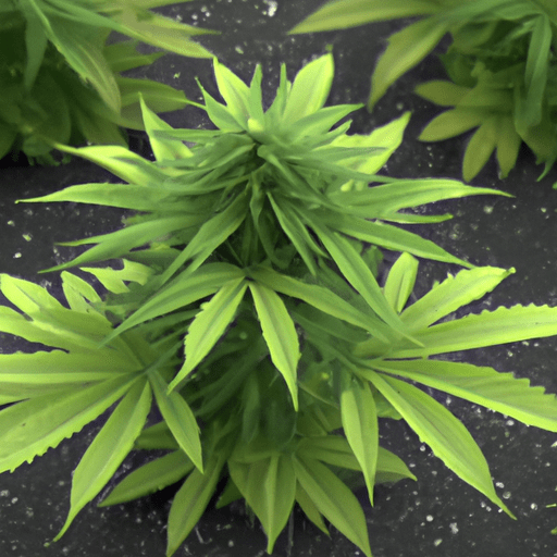 From Plant to Relief: Understanding the Journey of Medical Marijuana